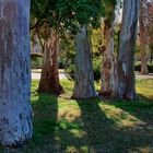 JARDÍN DE EUCALIPTUS ( Dedicada a mi amigo Luis Bugarin )