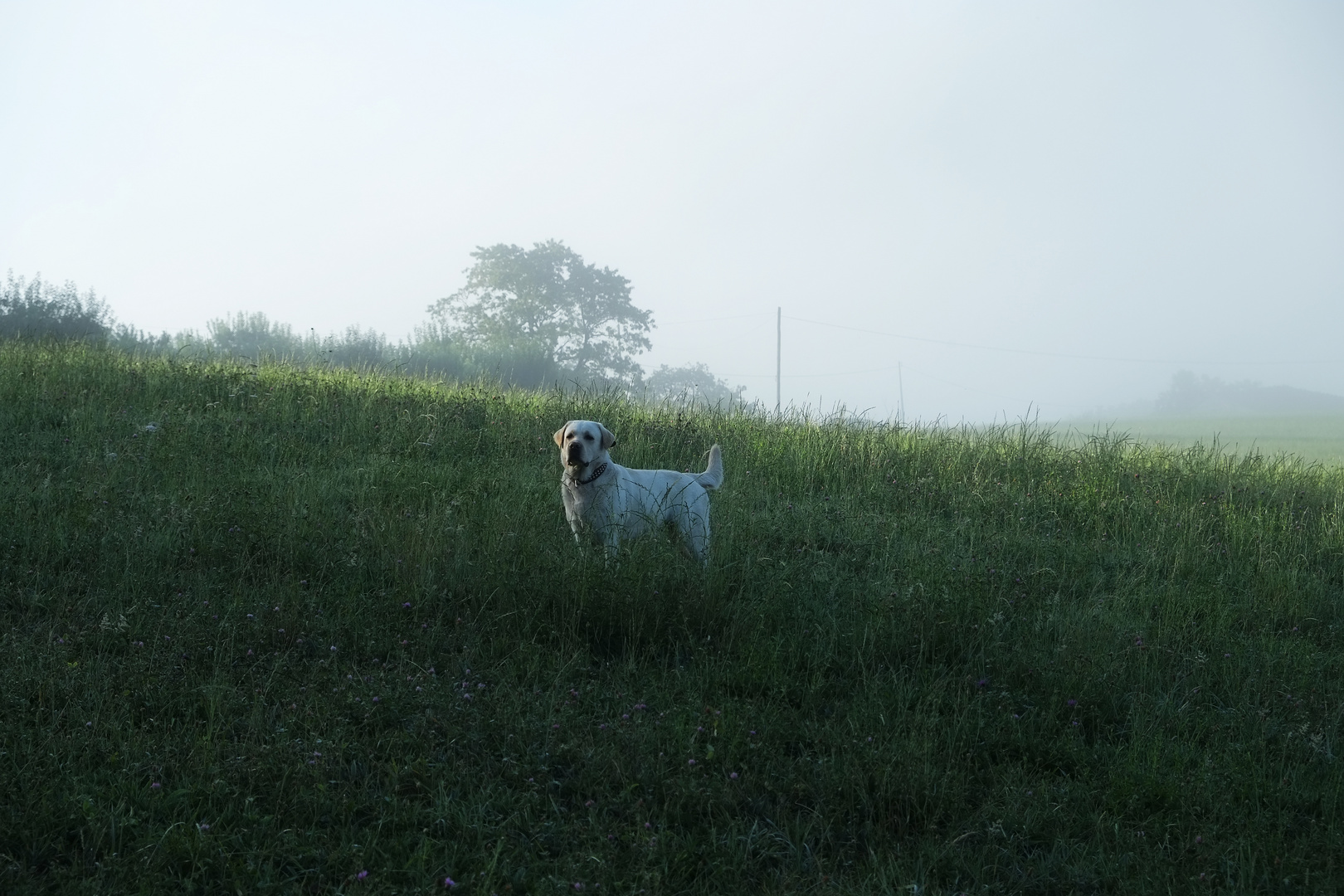 jaro en la niebla