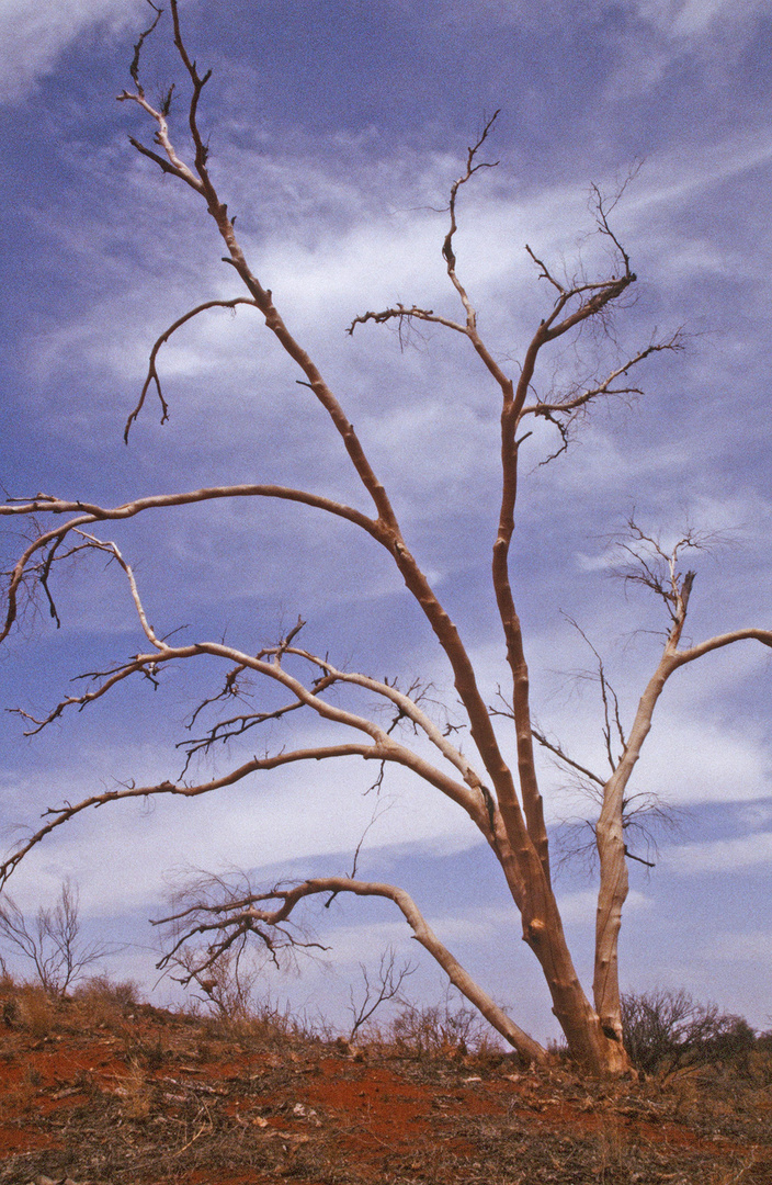 Jarrah bei Yulara (AUS - NT)