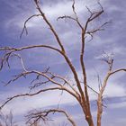 Jarrah bei Yulara (AUS - NT)