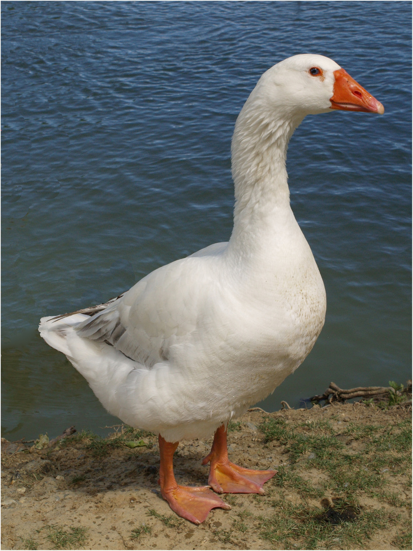 Comment Reconnaitre Un Jars D Une Oie De Toulouse Jars photo et image | natur, animaux, tiere Images fotocommunity
