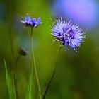 Jasione Merci a Elise pour la précision