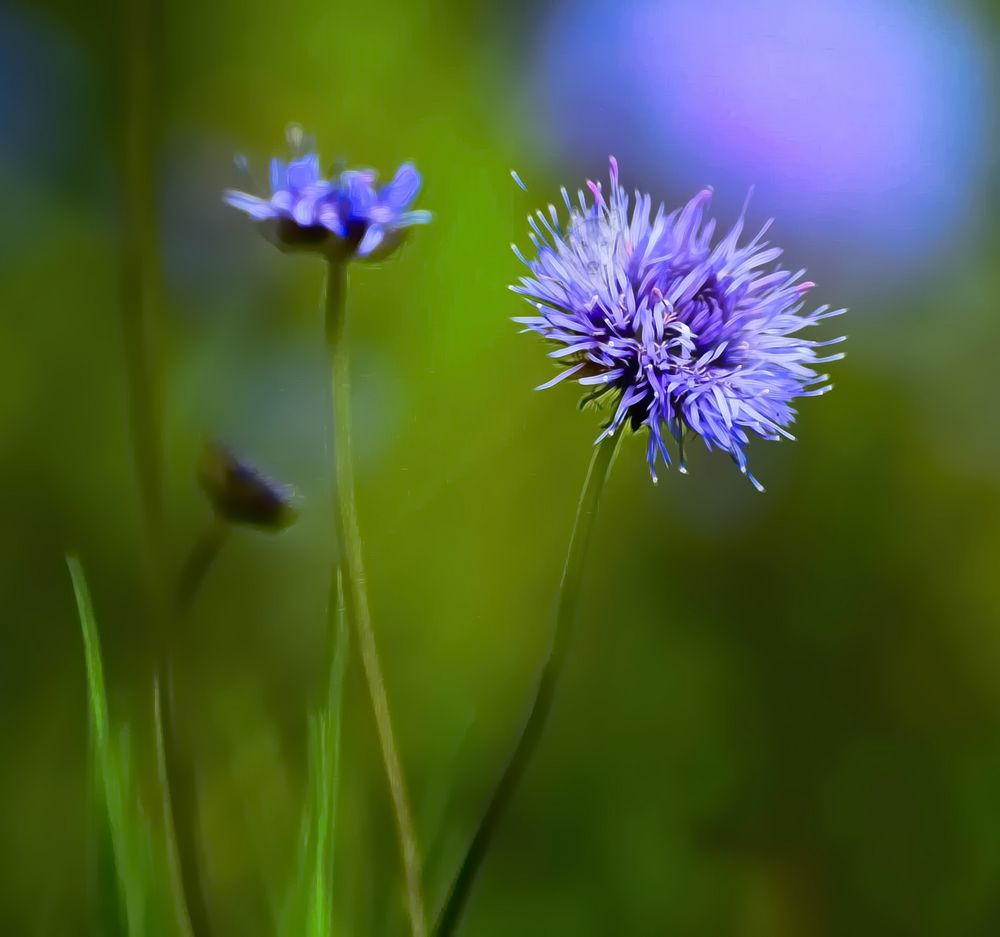 Jasione  Merci a Elise pour la précision 