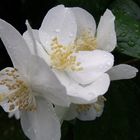 Jasmin