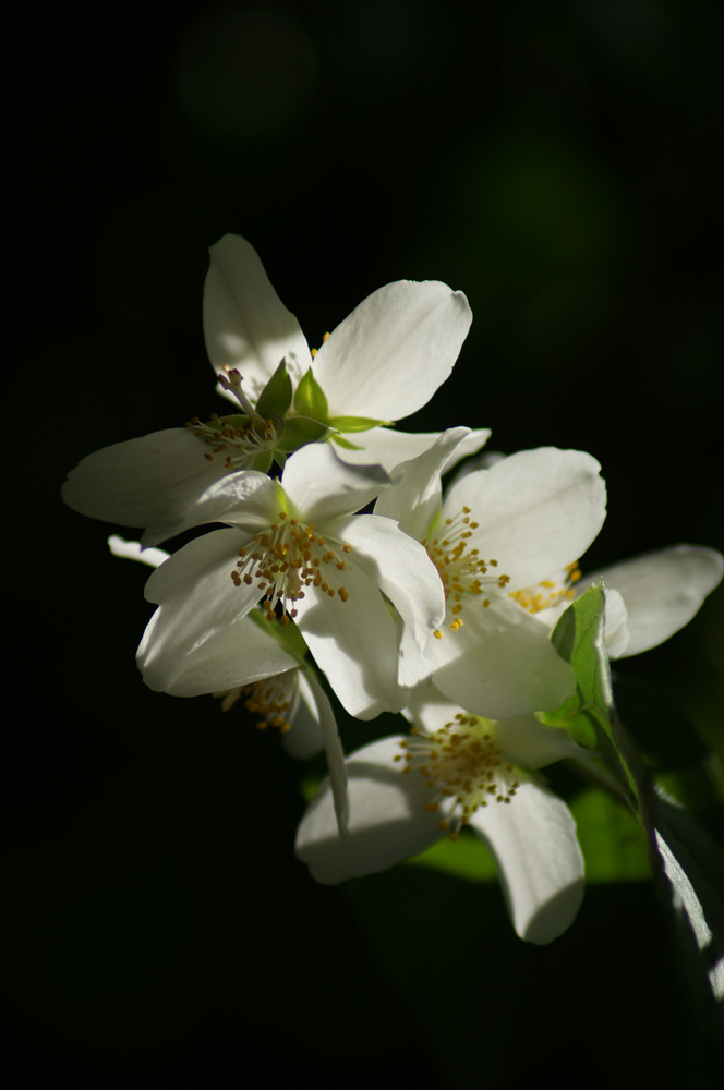 Jasmin Foto & Bild pflanzen, pilze & flechten, sträucher, blüte