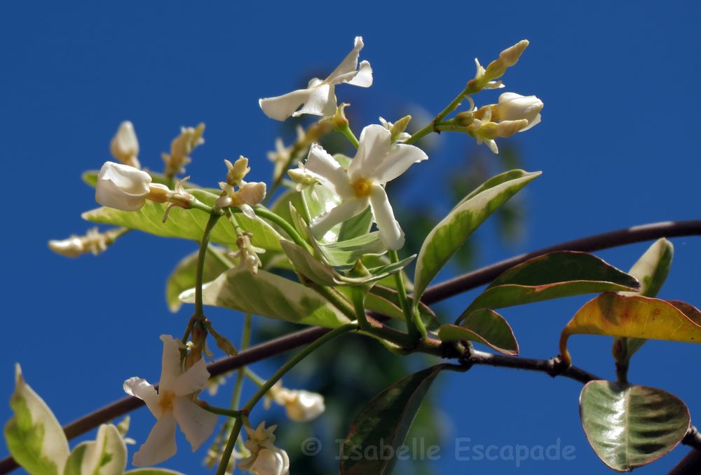 Jasmin au Printemps