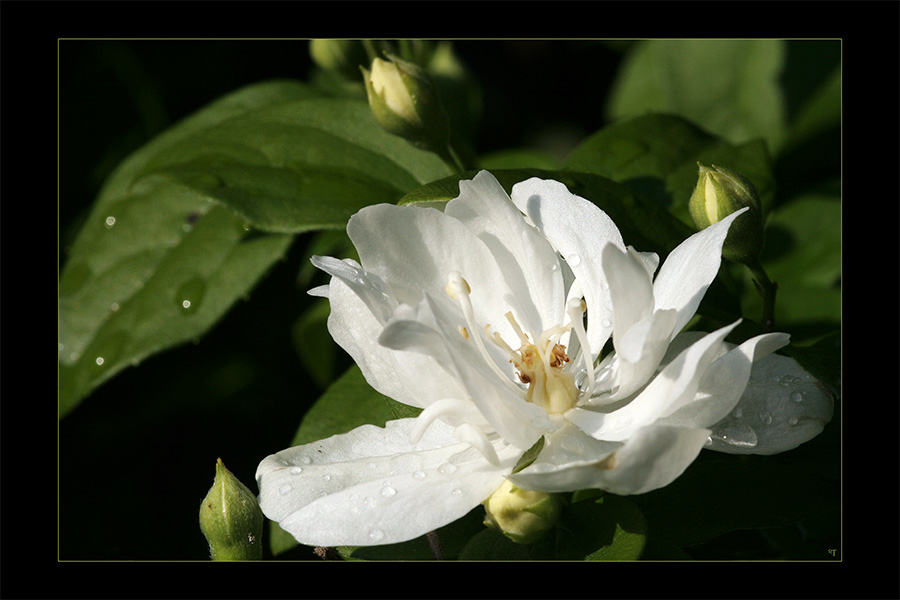 Jasmin beim Sonnenbad