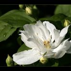 Jasmin beim Sonnenbad