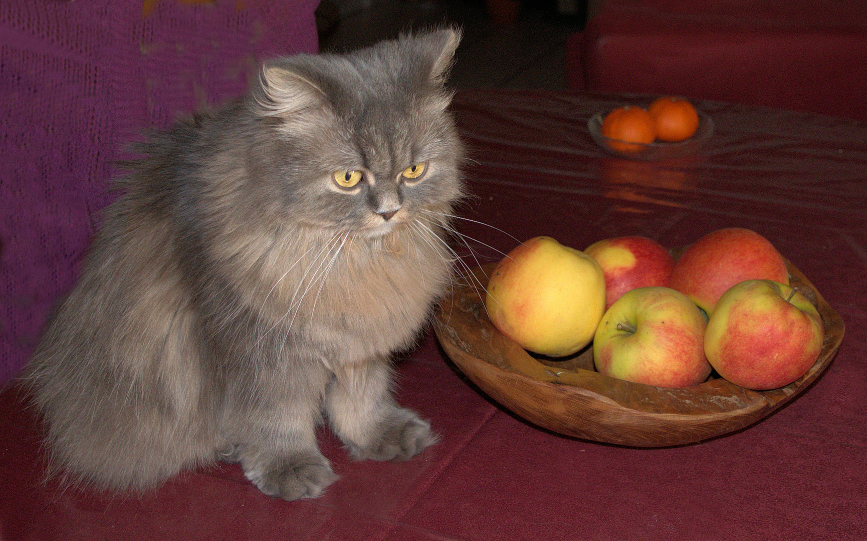 Jasmin bewacht unsere Äpfel..
