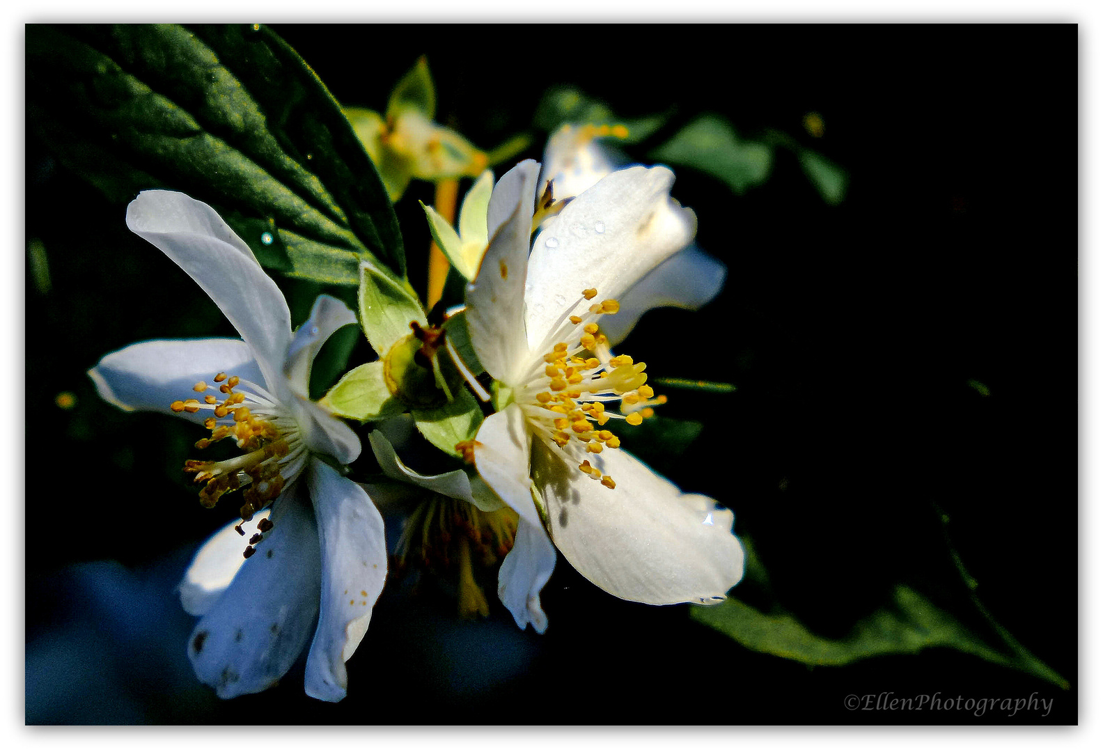 Jasmin-Blüte