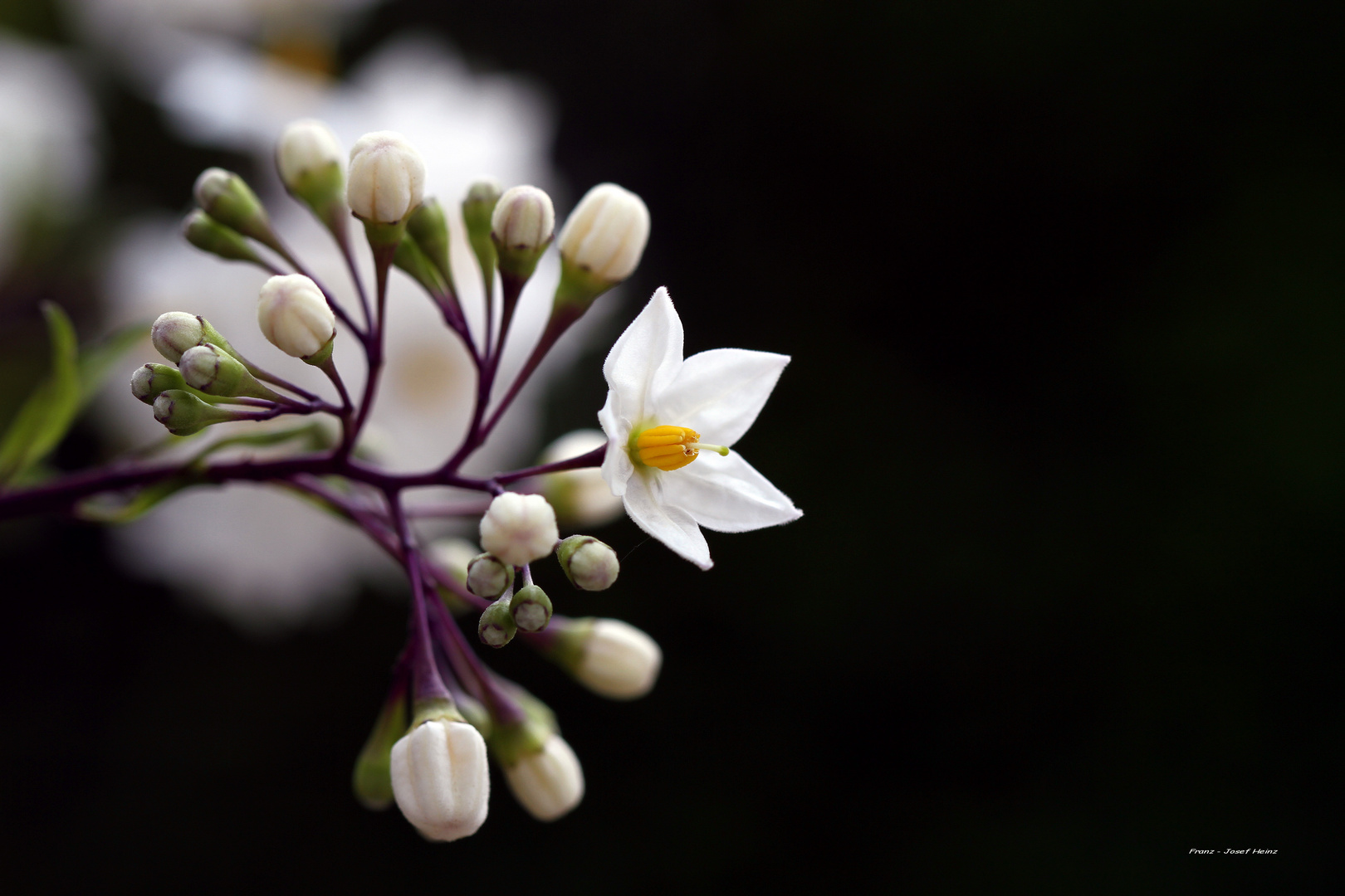 Jasmin Blüte