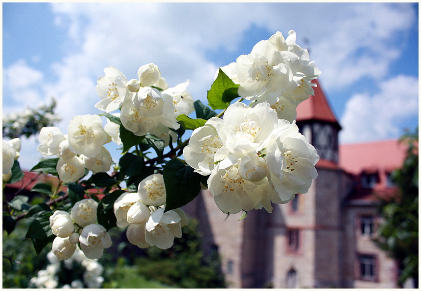 Jasmin-Blüte