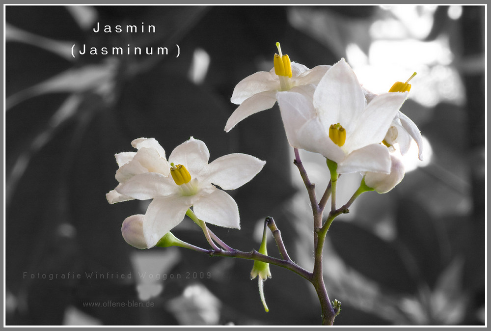 Jasmin