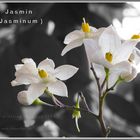 Jasmin