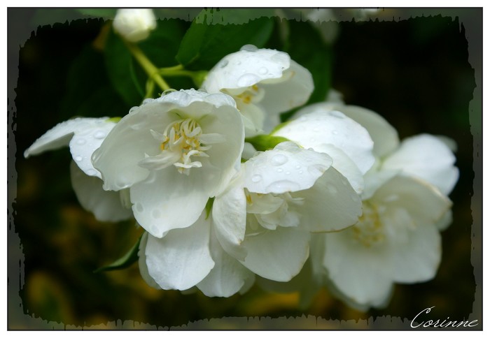 Jasmin des poètes