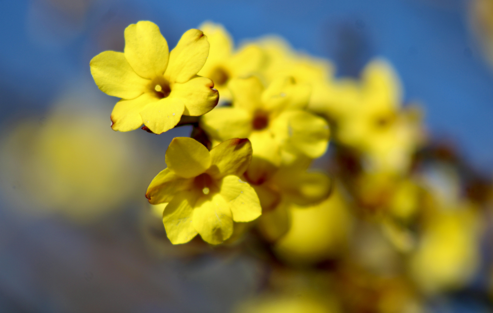 ...jasmin d'hiver !!!,,,