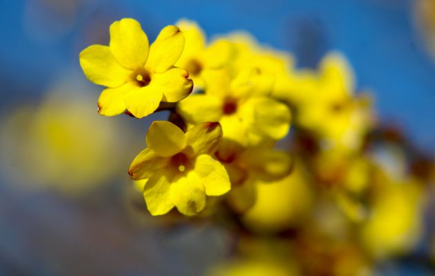 ...jasmin d'hiver !!!,,,