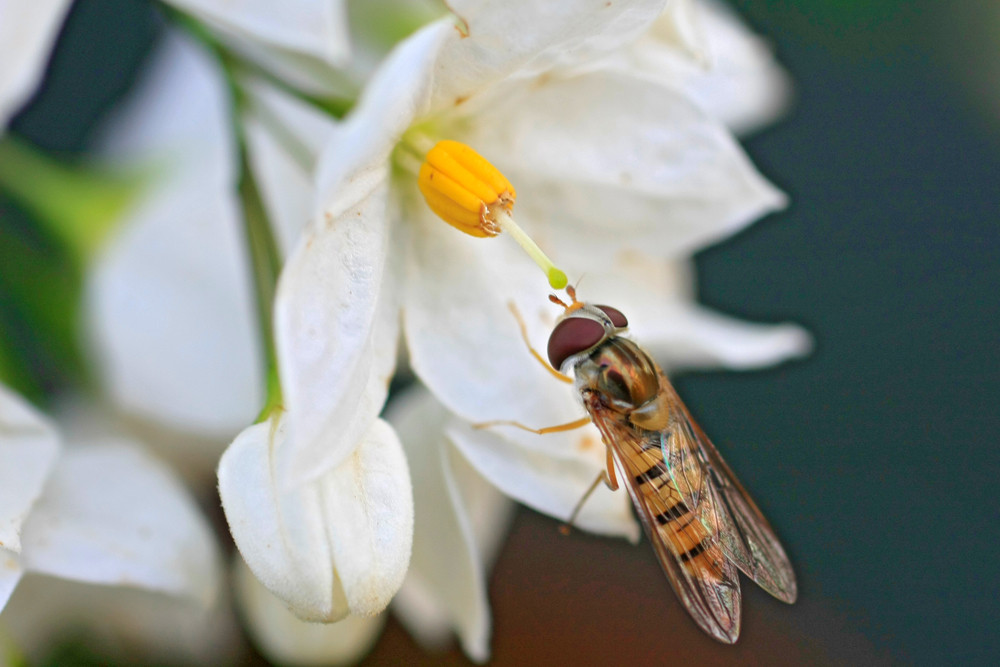 Jasmin die Schwebefliege