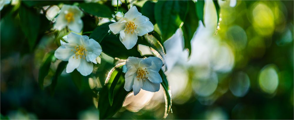 … Jasmin im Abendlicht …