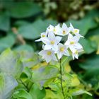 Jasmin(?) im Oktober