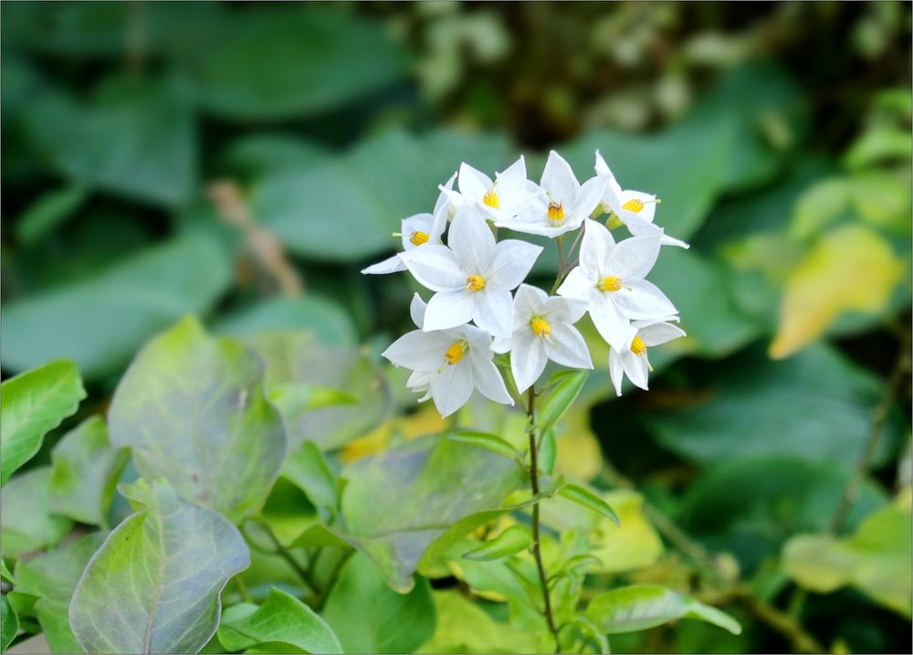 Jasmin(?) im Oktober Foto & Bild fotos, natur, herbst Bilder auf