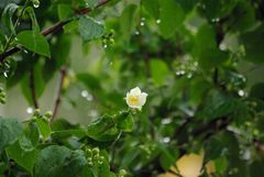 Jasmin im Regen