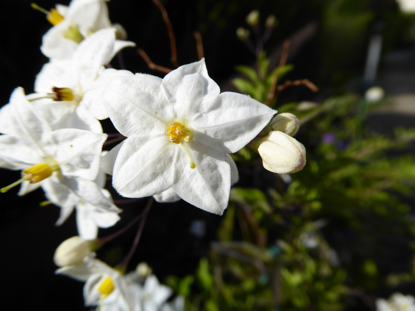 Jasmin im Sonnenlicht