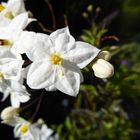 Jasmin im Sonnenlicht