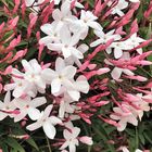 Jasmin - Jasminum polyanthum