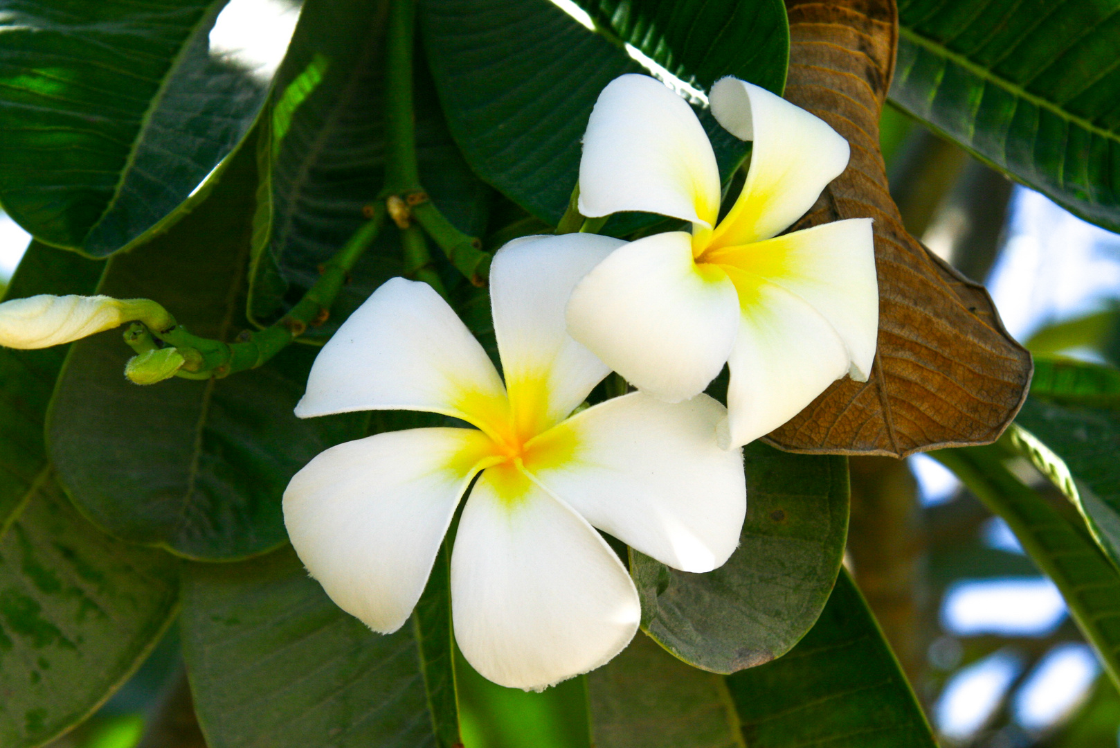 Jasmin oder Frangipani