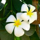 Jasmin oder Frangipani