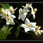 Jasmin Solanum