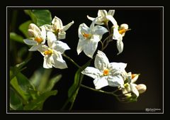 Jasmin Solanum