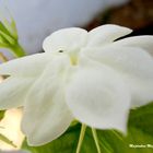 Jasmin variété fell