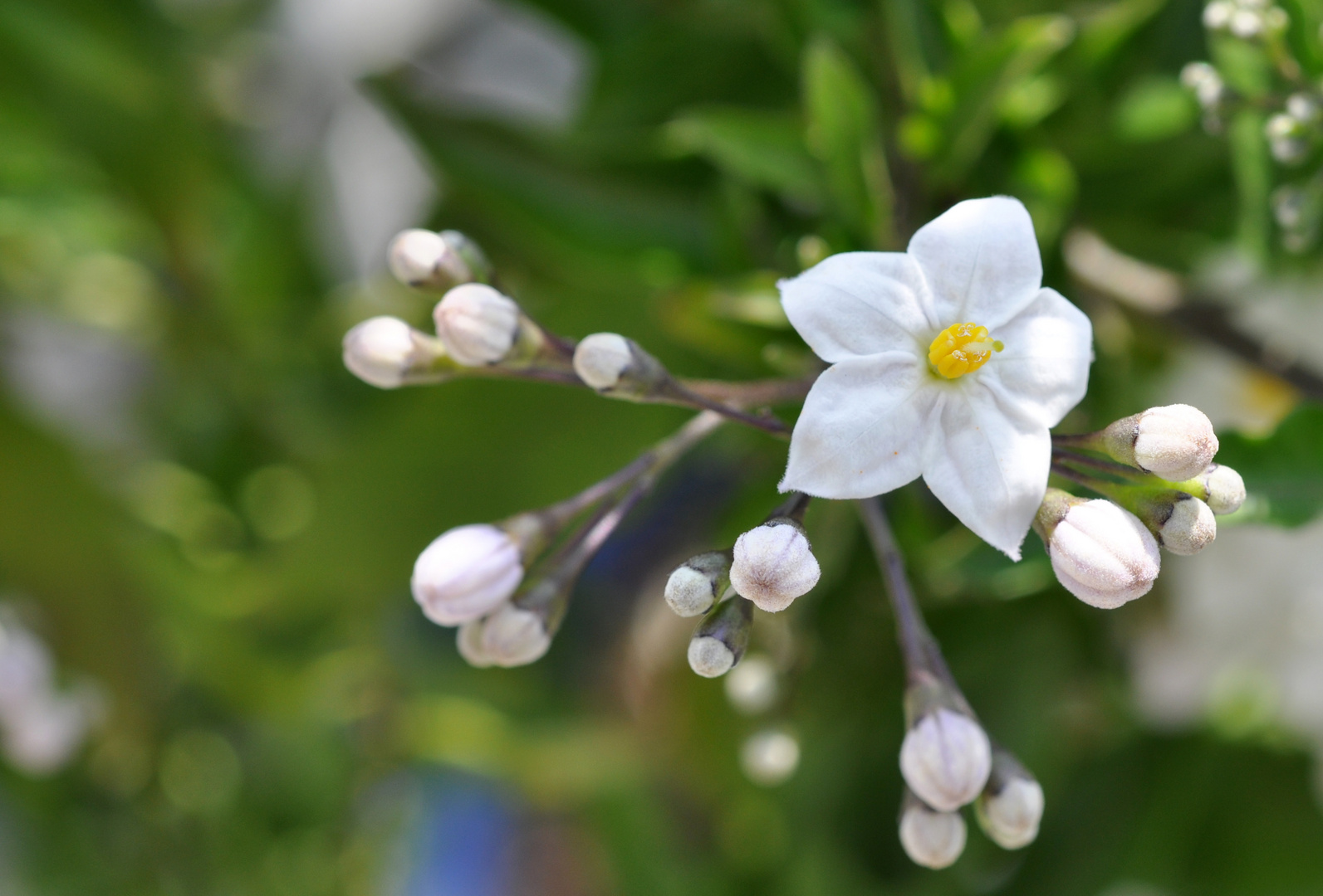 Jasminblütchen1