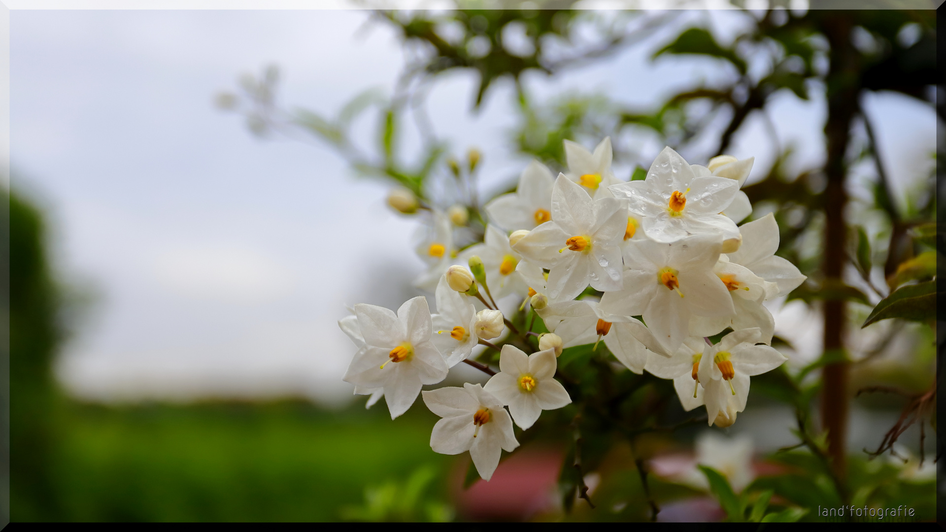 Jasminblüte