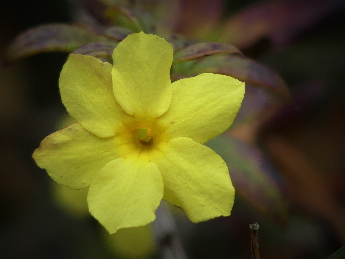 Jasminblüte