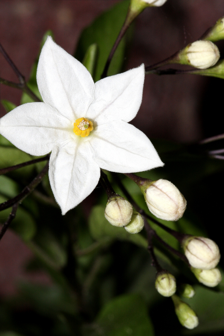 Jasminblüte