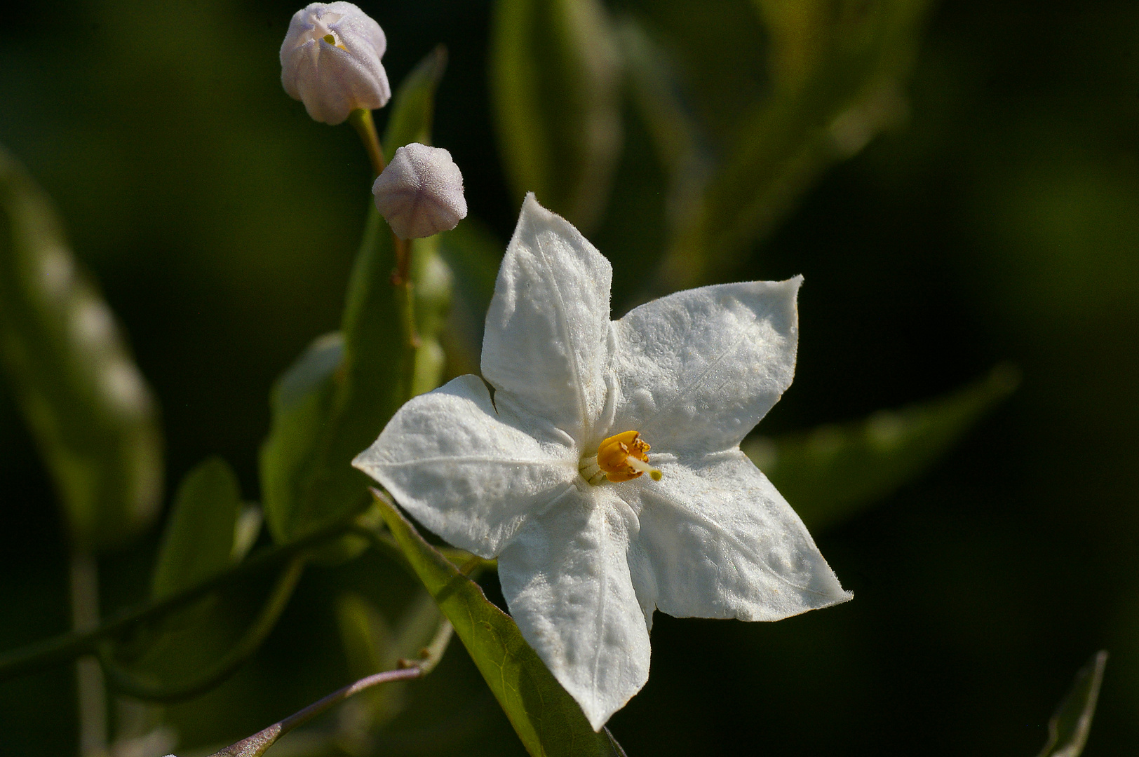 Jasminblüte