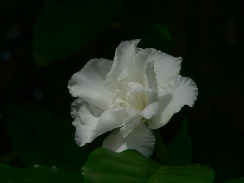 Jasminblüte