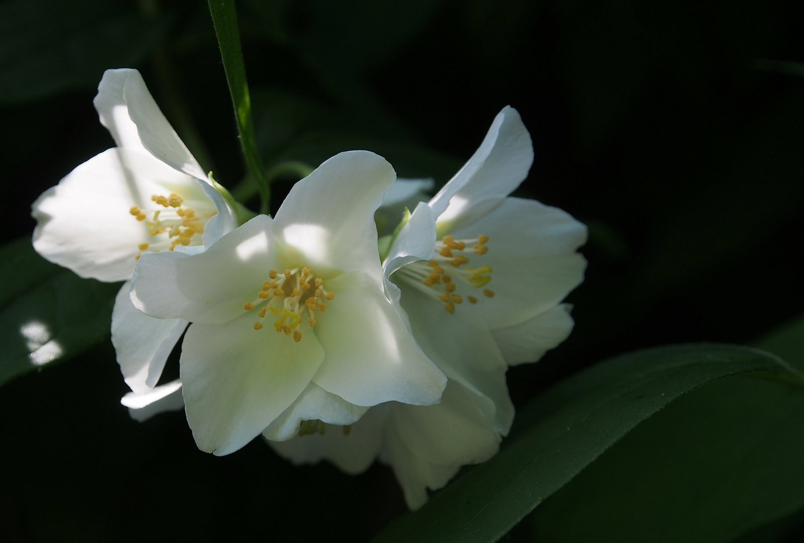 Jasminblüte