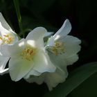 Jasminblüte