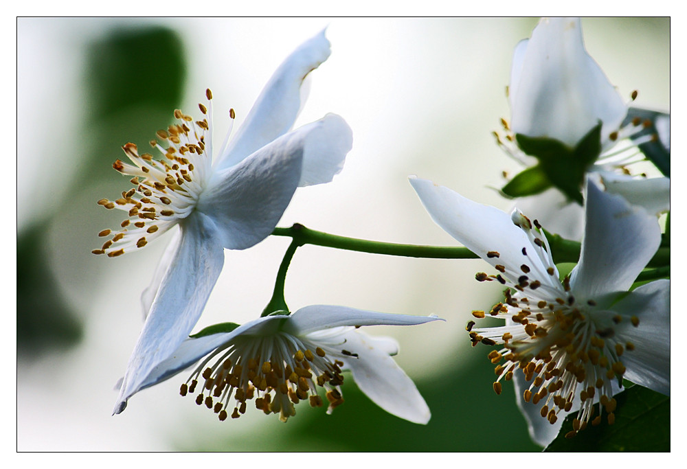 Jasminblüte