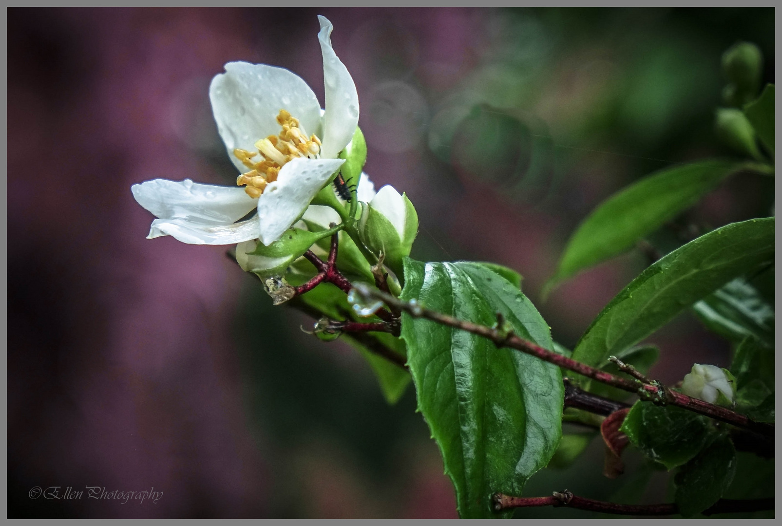 Jasminblüte