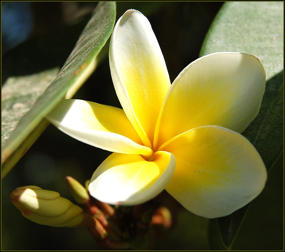 Jasminblüte