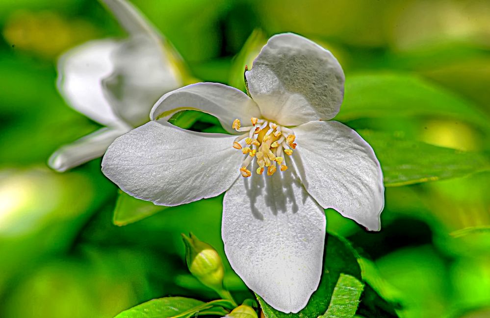 jasminblüte