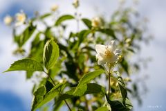 Jasminblüte offen