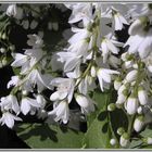 Jasminblüten