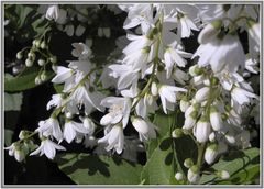 Jasminblüten