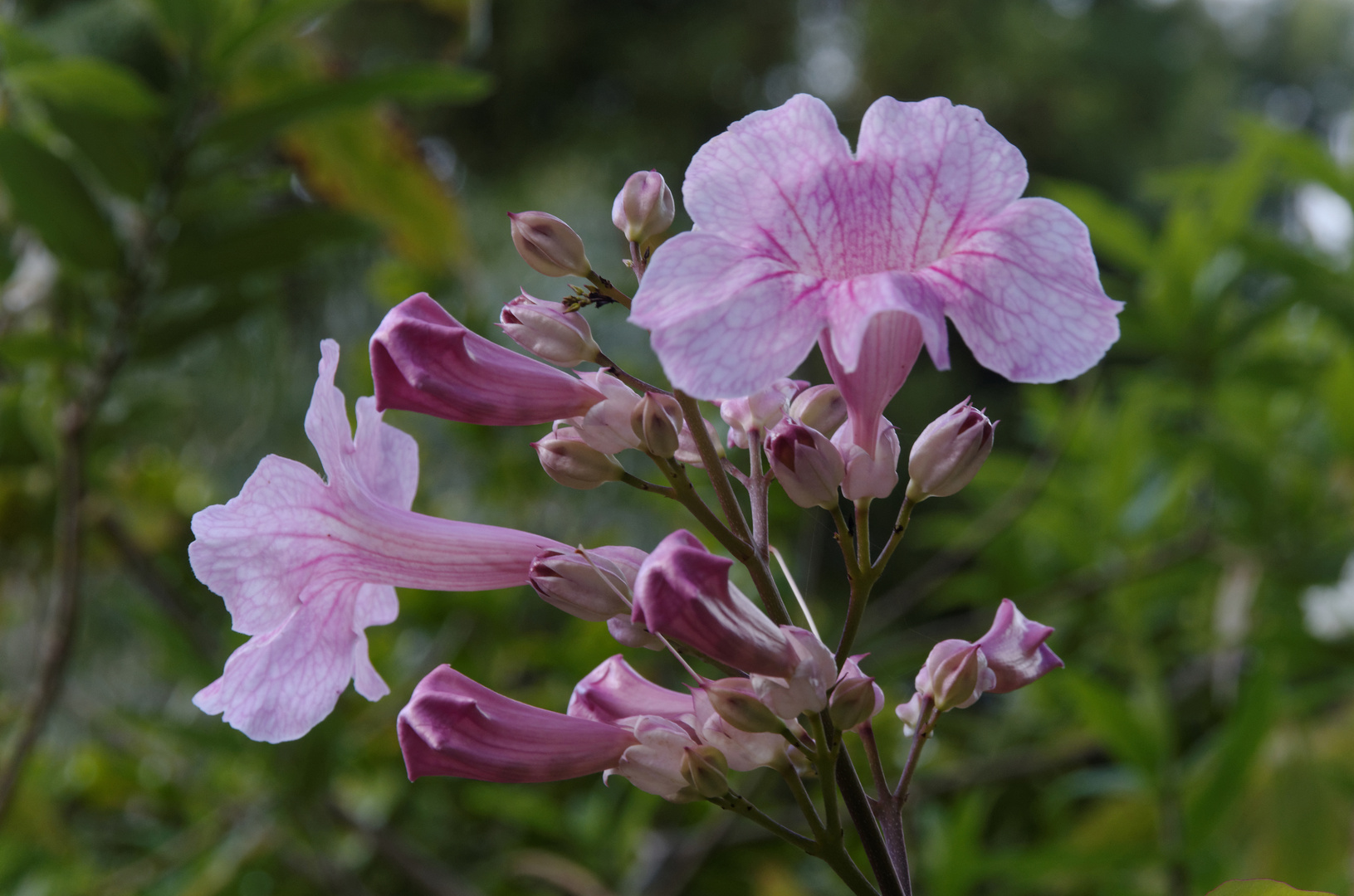 Jasminblüten